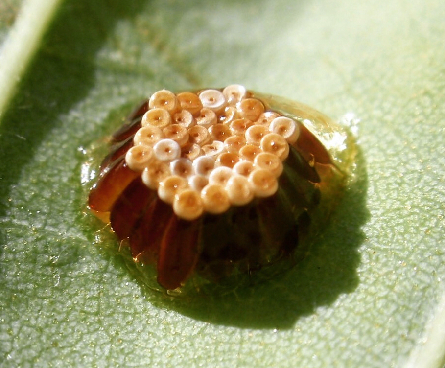 eggs